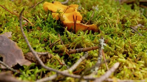 Chanterelles Growing in Forest
