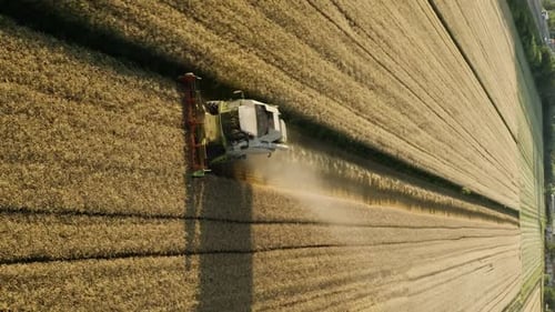 Combine Harvester Working in Golden Wheat Field