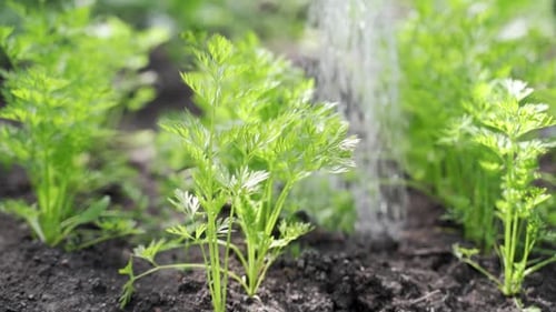 Woman Watering Fresh Herbs in the Garden.