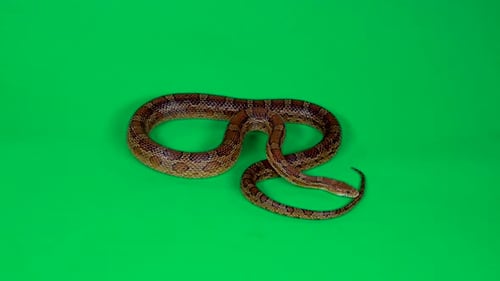 Coronella Brown Snake Crawling auf Greenscreen im Studio. Nahaufnahme