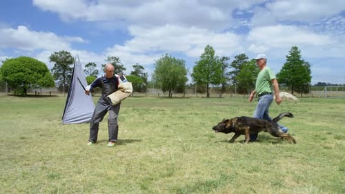 Trainer training a shepherd dog in the field