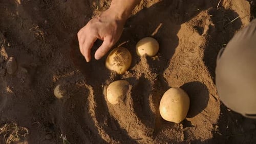 Potatoes Being Planted in Soil on Sunny Farm