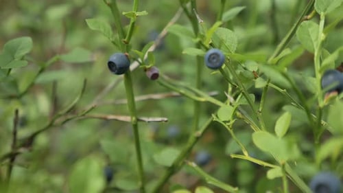 Ripe Blueberries Growing on Bush in Nature