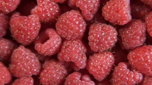 Viele reife Himbeeren Nahaufnahme