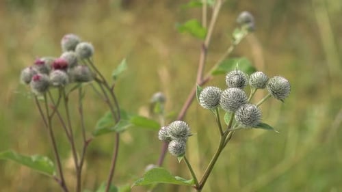 Close up shot of a fuzzy thistle plant