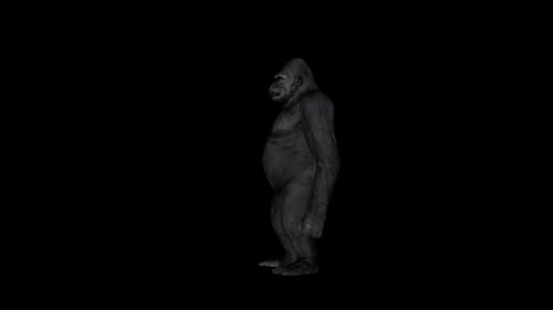Gorilla Stand