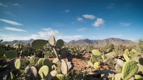 Cactus Dolly03