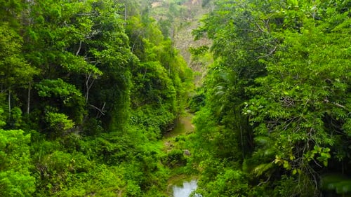 Fluss im Dschungel