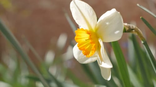 Hermoso capullo de Narcissus poeticus en el jardín, 4K, 2160p, 30 fps, imágenes UltraHD - Hermoso Narciso