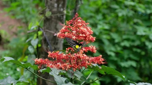 Butterfly Feeds on Coral Flower in Tropical Garden