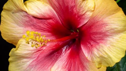 Yellow hibiscus open its flower in time lapse. Blooming plant on a black background