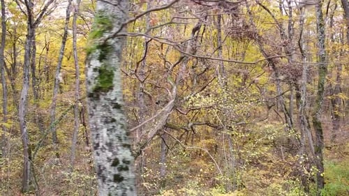 Drone shot (rotating) of a Fallen Tree in an Autumn Forest