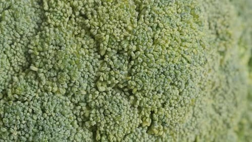 Close-Up View of Fresh Green Broccoli Floret