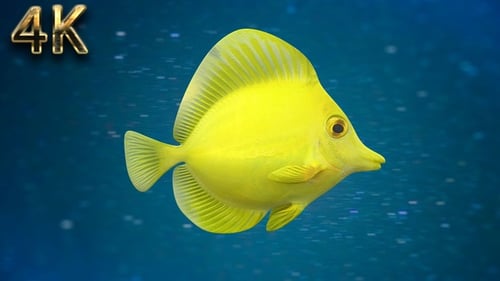 Fish V03 - 4K