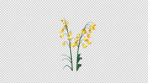 8K Belly Flowers