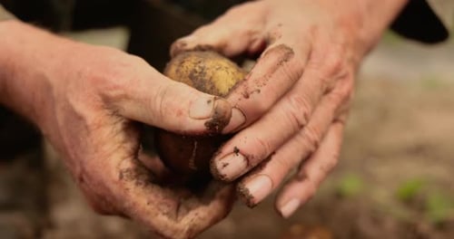 Hands Hold Freshly Dug Dirty Potato Close Up