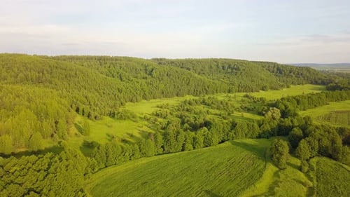 Forest Nature