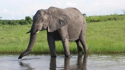 Elefant trinkt Wasser aus einem See
