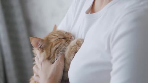 Joli chat roux somnolant sur les mains d'une femme. Vidéo en gros plan au Ralenti de Fluffy Pet. Femme caressant