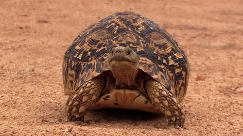 Close view of leopard tortoise walking slowly on sandy ground