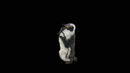 Penguin Dancing HD