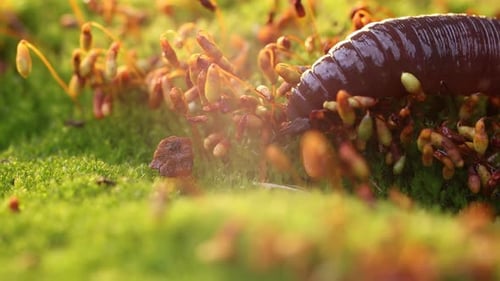 Un ver de terre est un invertébré terrestre qui appartient à la classe Clitellata
