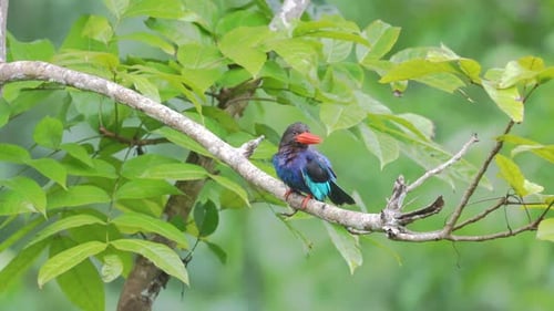 un oiseau martin-pêcheur de Java après le bain se prélasse au soleil sur une branche d'arbre