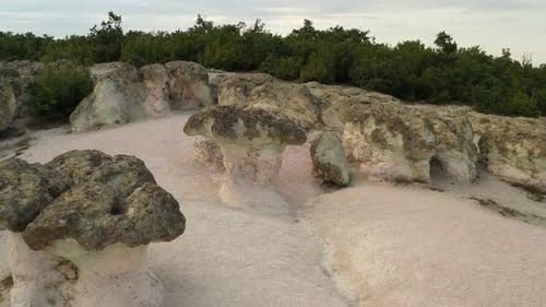 Das Naturphänomen Steinpilze 1