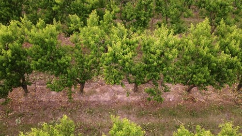 Cherry Plant Trees Agriculture Plantation