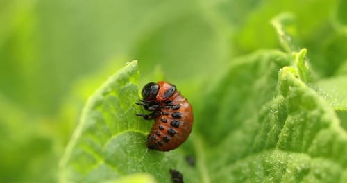 Larve à pousses multiples de Leptinotarsa decemlineata mangeant des feuilles de pomme de terre