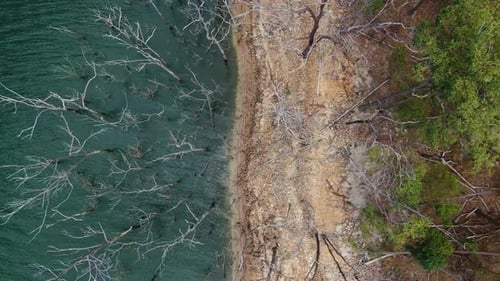 Aerial View of Tranquil Shoreline with Dead Trees