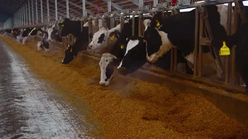Modern Farm Cowshed with Dairy Cows Eating Hay Dairy Farm