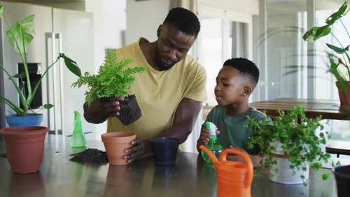 African american father and son transplanting plant a into a new pot together at home