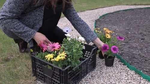 Woman Plants Colorful Flowers in a Dirt Garden