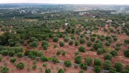 Beautiful Agricultural Plantations. Farming Fields Olive Trees