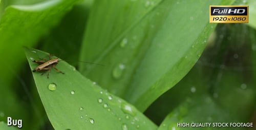 Grasshopper Resting on a Dew-Covered Leaf