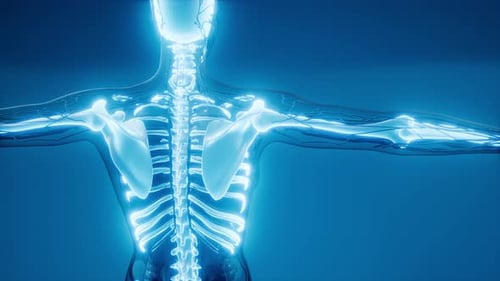 Human Skeletal and Nervous System X-Ray Scan Medical Animation