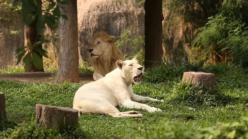 Male and Female white Lions lying down