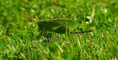 Criquet vert dans l'herbe