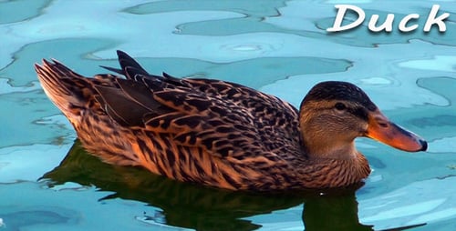 Duck