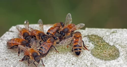 European Honey Bee, apis mellifera, Bees drinking Water on a Stone, Trophalaxy, Food Exchange