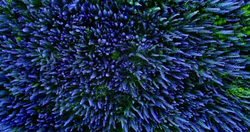 Flowers in the Field Sway in the Wind, Top View. Tall Flowers Stand in a Field, View From a Copter