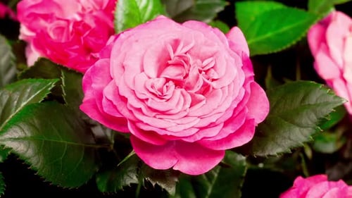 Zeitraffer beim Öffnen der rosa Rosenblume
