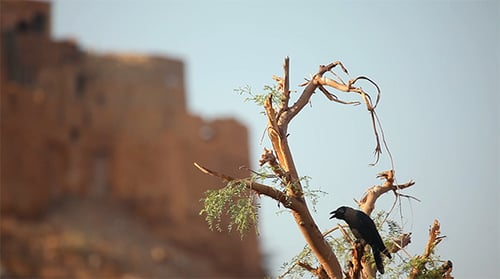 Black Bird Perched on a Tree in the Desert