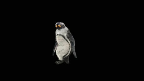 3D Realistic Penguin Walking Animation With Alpha Channel