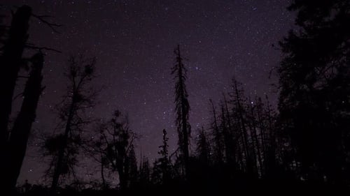 Astrophotography time lapse of stars above a dark forest landscape in the California Sierra Nevada m