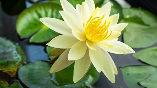 Time Lapse Footage Yellow Water Lily Opens Flower