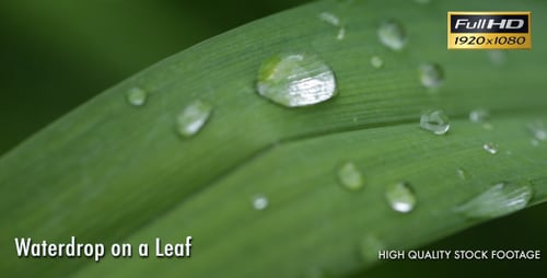 Water Droplets on a Green Leaf Close Up