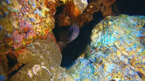 Moray Eel Resting in Colorful Coral Reef