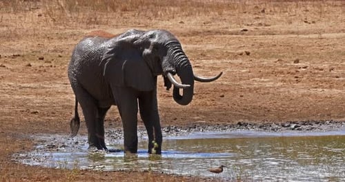 Afrikanischer Elefant, loxodonta africana, Erwachsener stehend am Wasserloch, Tsavo Park in Kenia